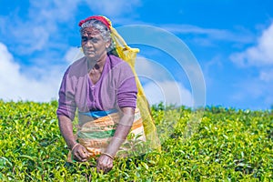 Tamil woman who works at Dambetenna estate breaks tea leaves